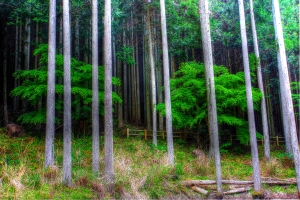 Forest Glade 1. Japan 2015